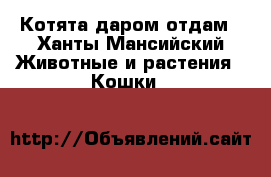 Котята даром отдам - Ханты-Мансийский Животные и растения » Кошки   